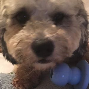 Meet your Posher, Bea